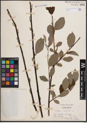Foto von Salix caprea L.